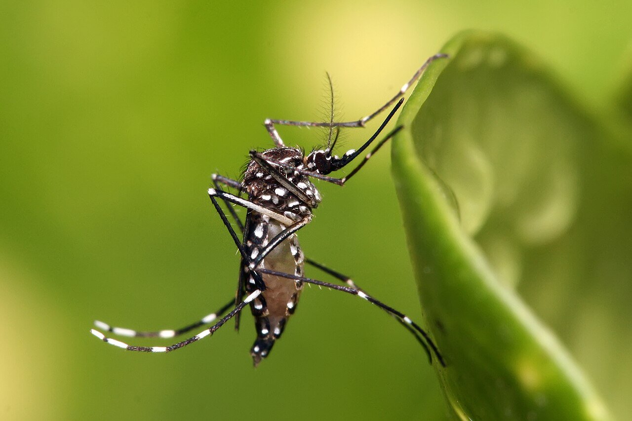 Close-up of a mosquito on a leaf